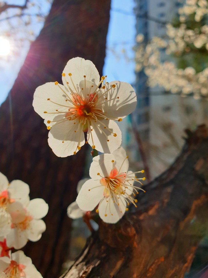 Cherry  blossom