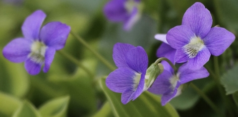 fonds d'écran violaceae, flower