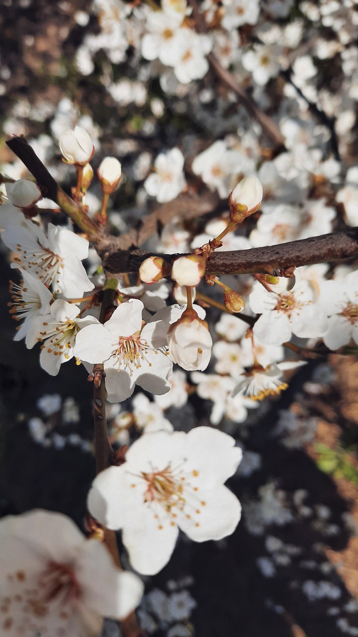 spring