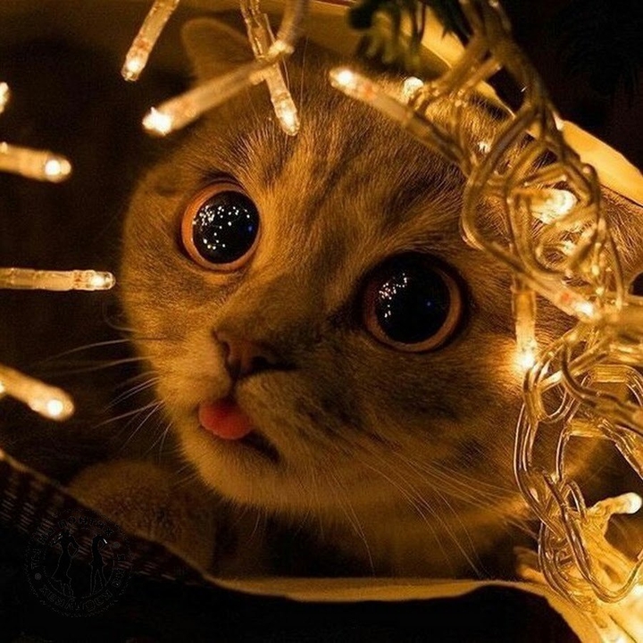 хочется быть таким же милым как этот котик:3