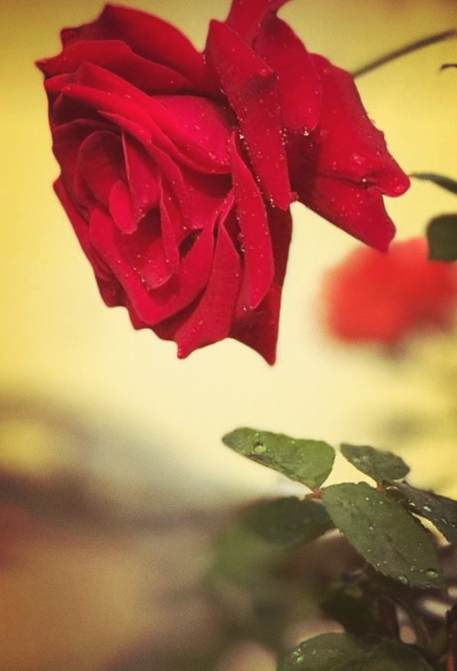 rose