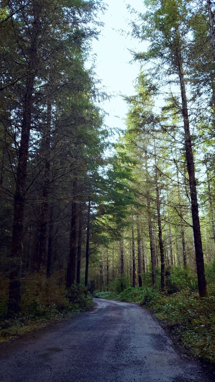 trees in winter