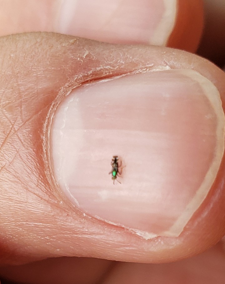 Little creature