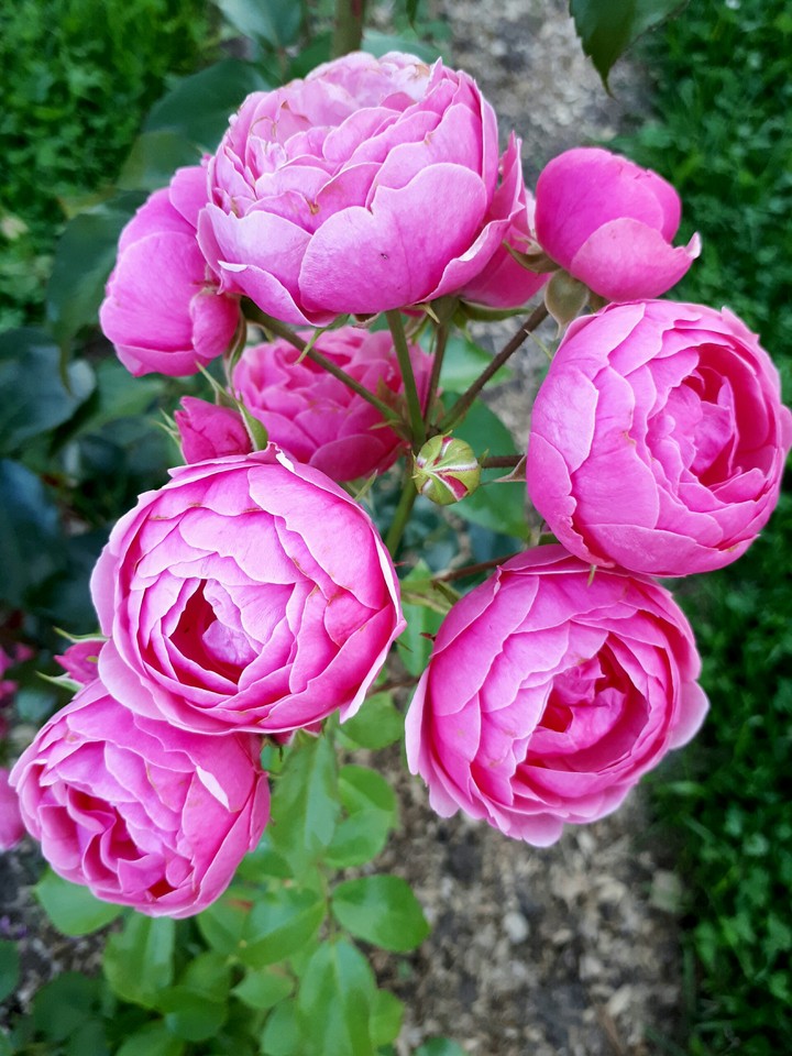pomponella
