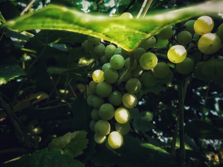 The vine