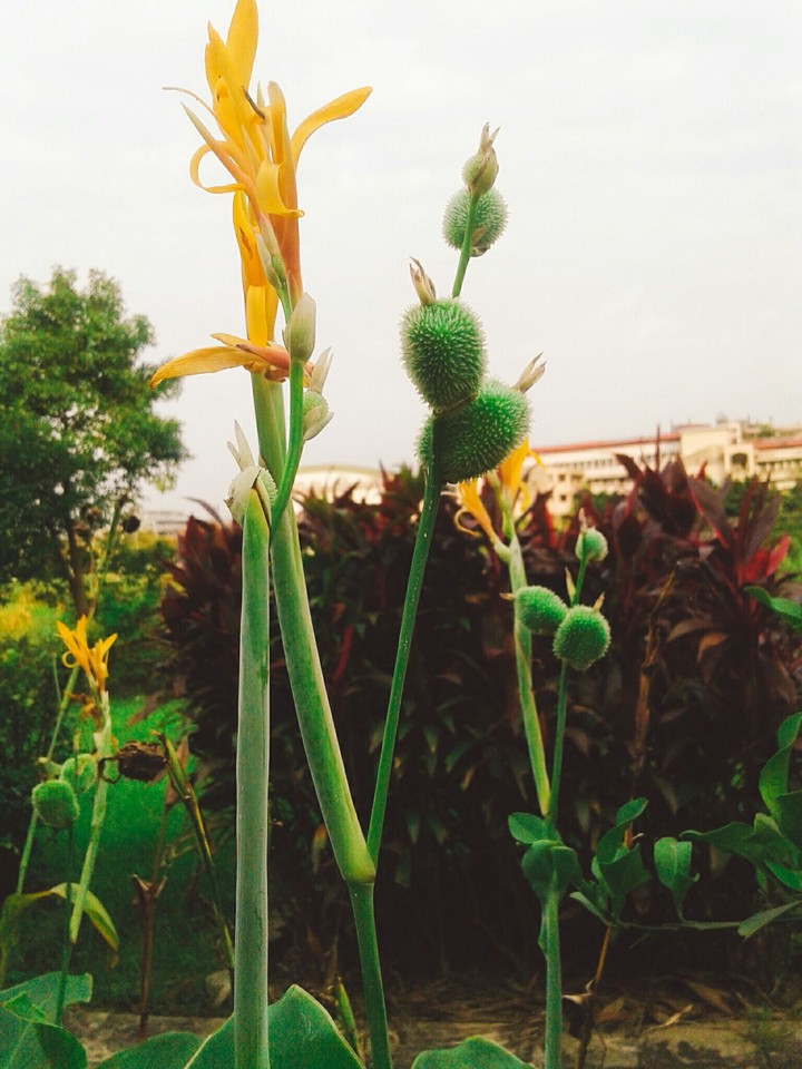 Flower