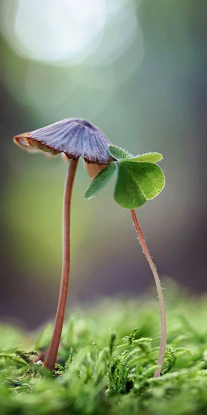 nature