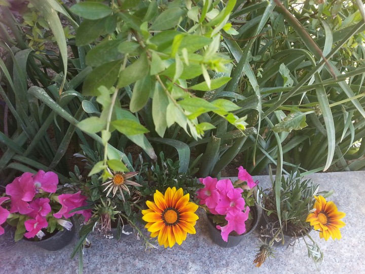 my little garden