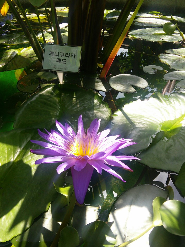 수련