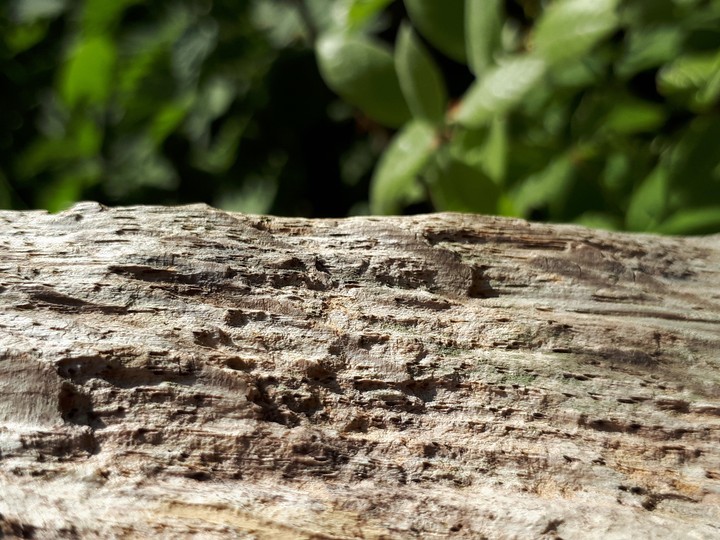 Natural ageing