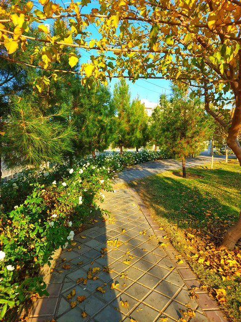 vegetation, iran háttérképek