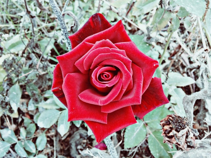 Wonderful red rose