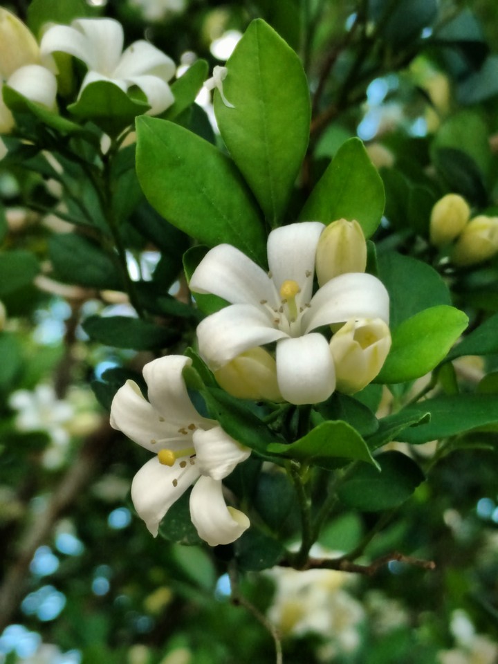 flores