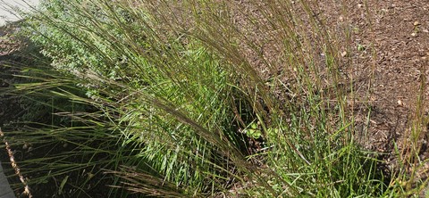 Fall Grasses