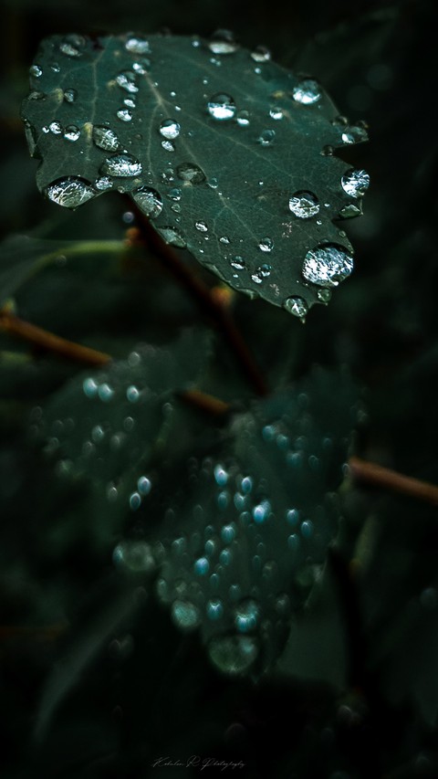 特寫鏡頭, 電藍桌布