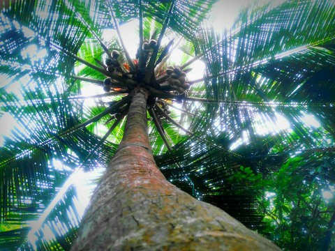 coconut