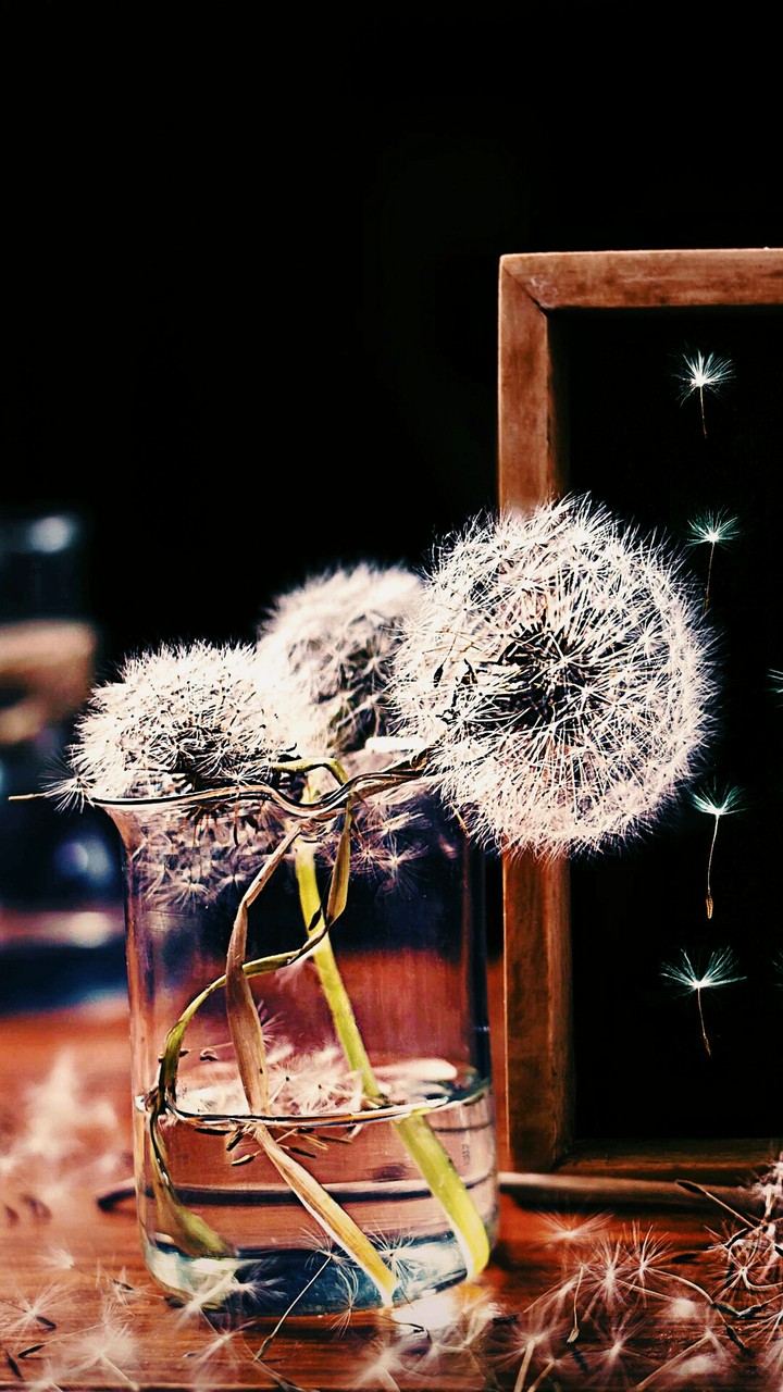 Dandelions