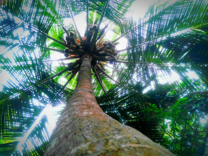 coconut