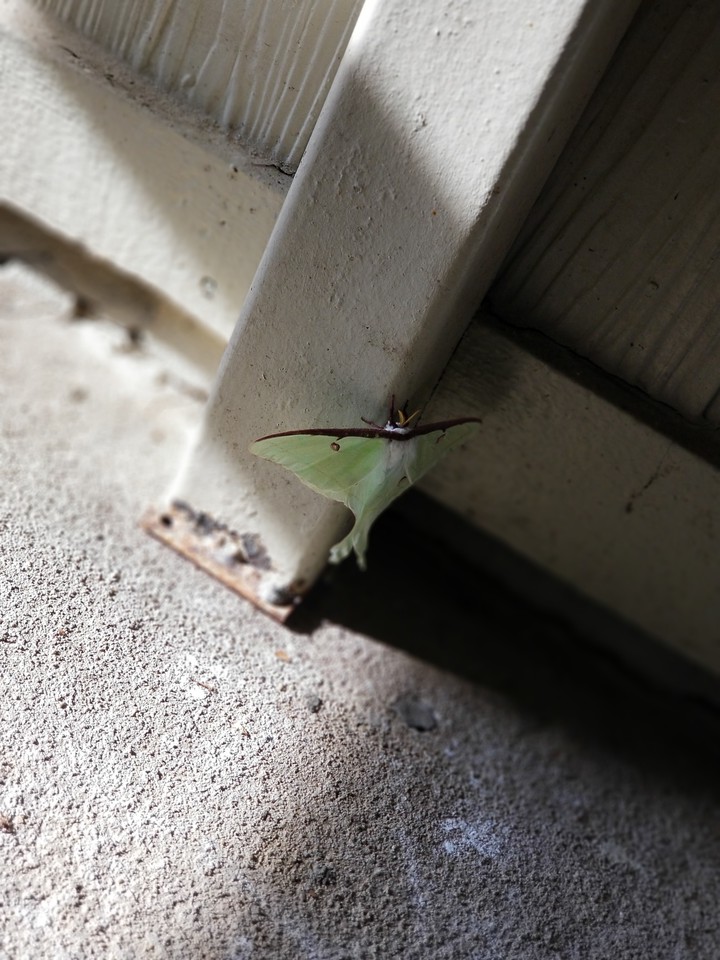 Breezeway Creatures