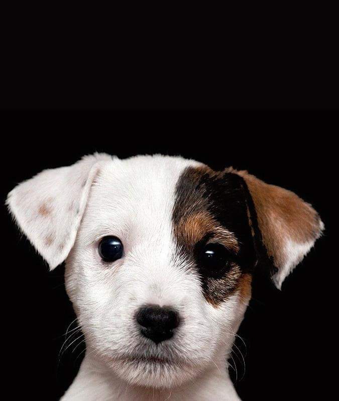 puppy