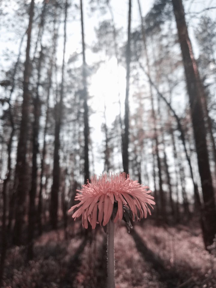 Spring