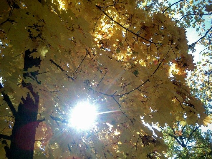Maple