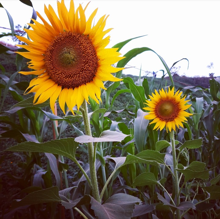 sunflower