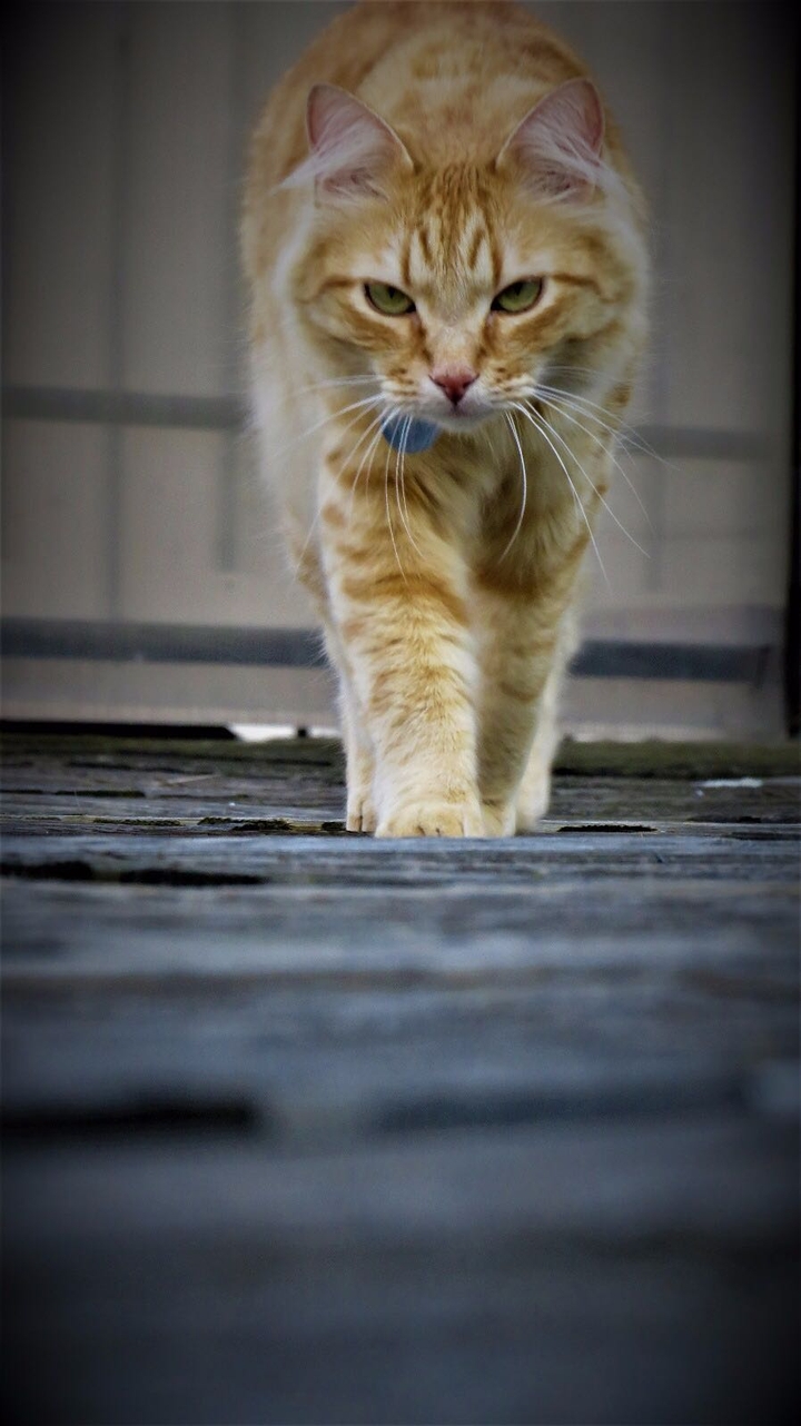 Tora cat