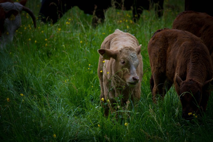 Cows of Germany