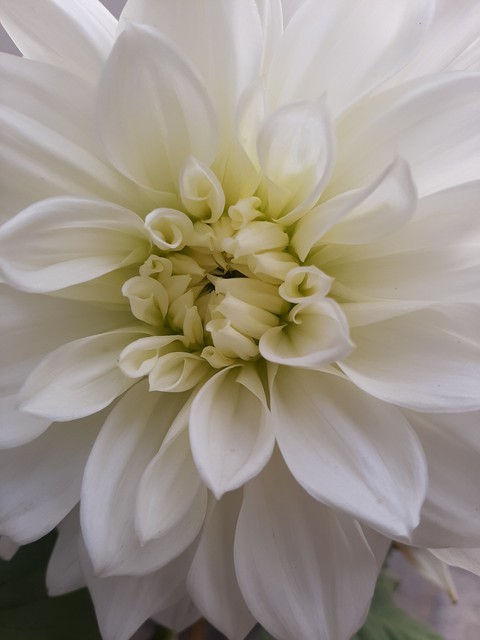 Purity ❤