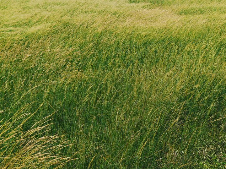 Grass in City