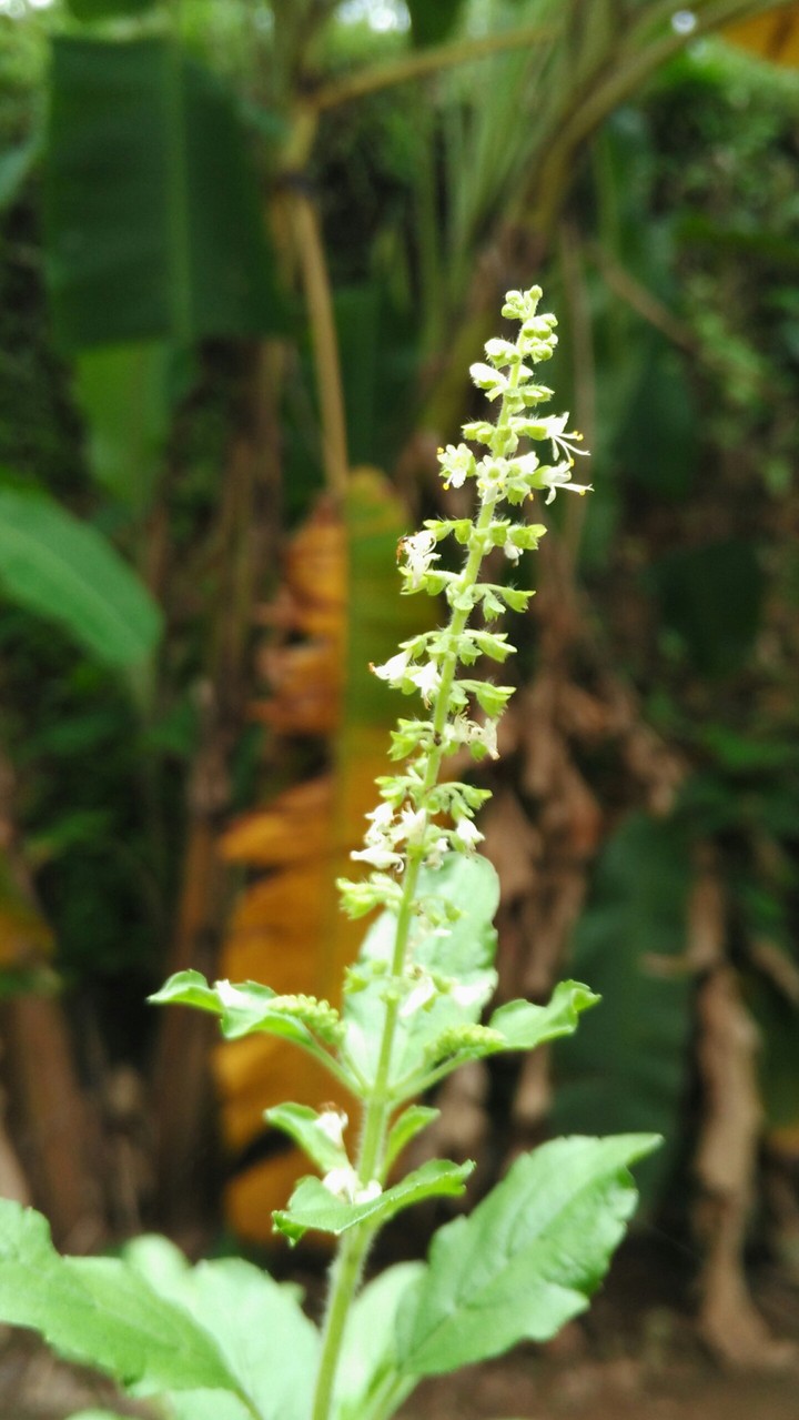 thulsi