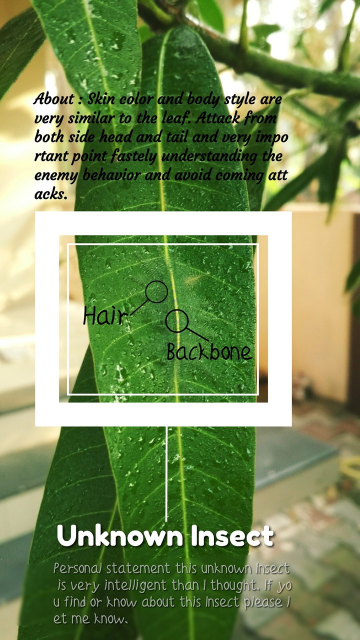 unknown Insect