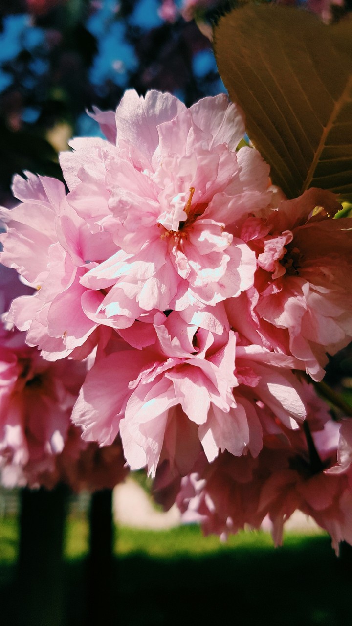 Rosa Blume