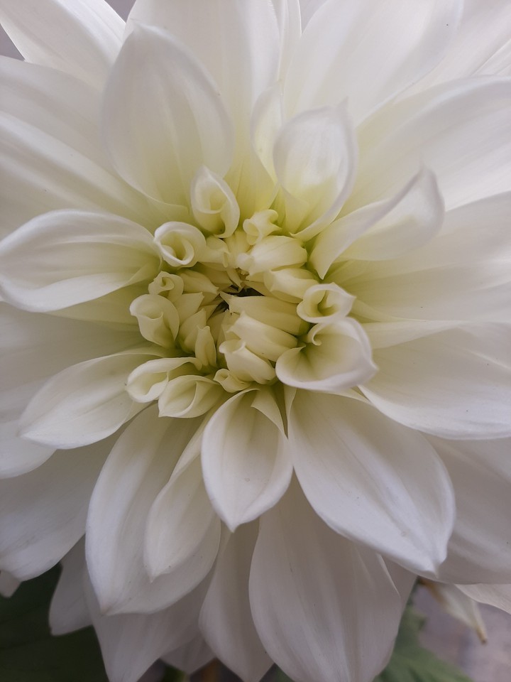 Purity ❤