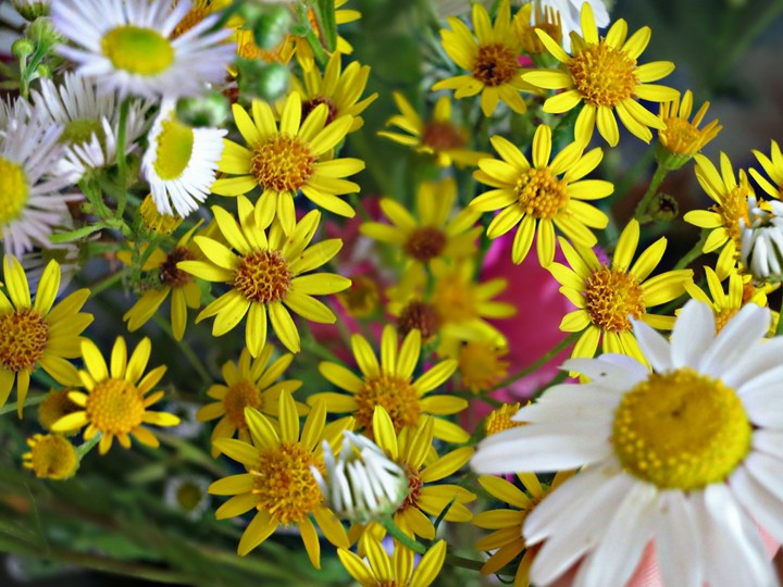 yellow flowers