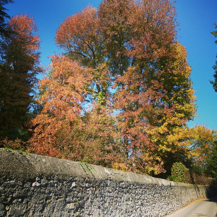 Foliage in October
