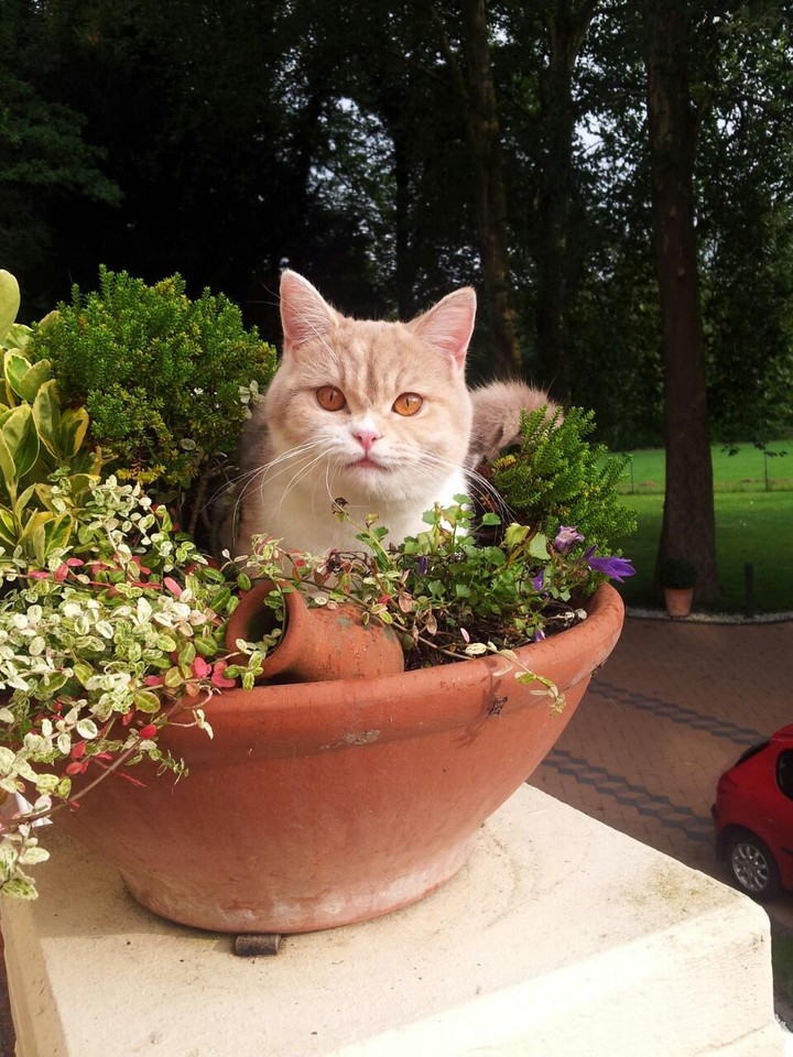 Katze