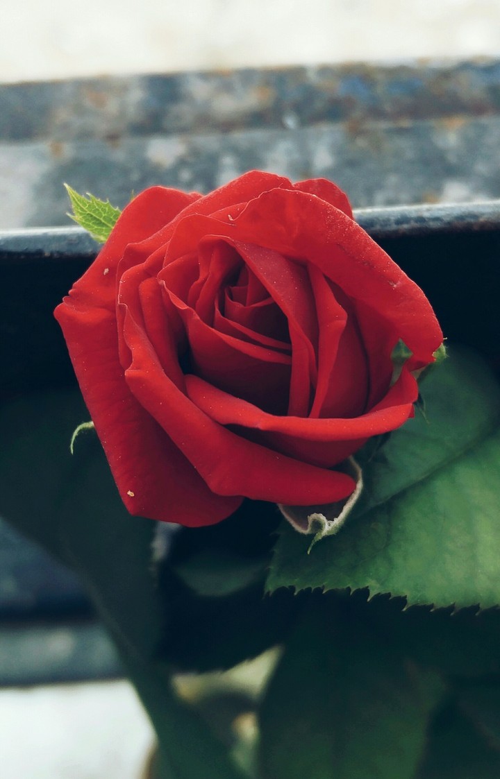 Red_Rose_Rising