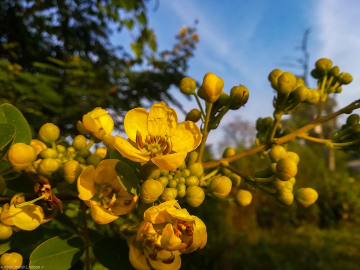 yellow blossom