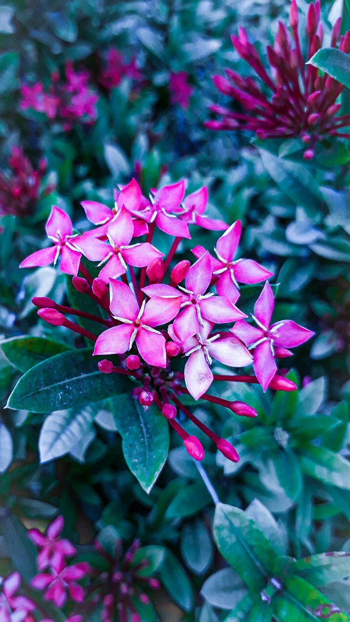 Beautiful Flowers
