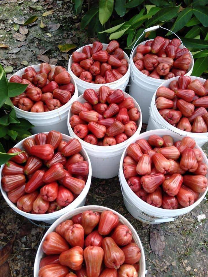 mận