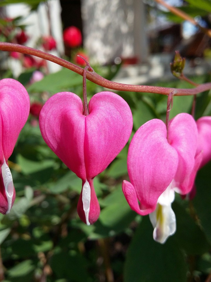 Flower love