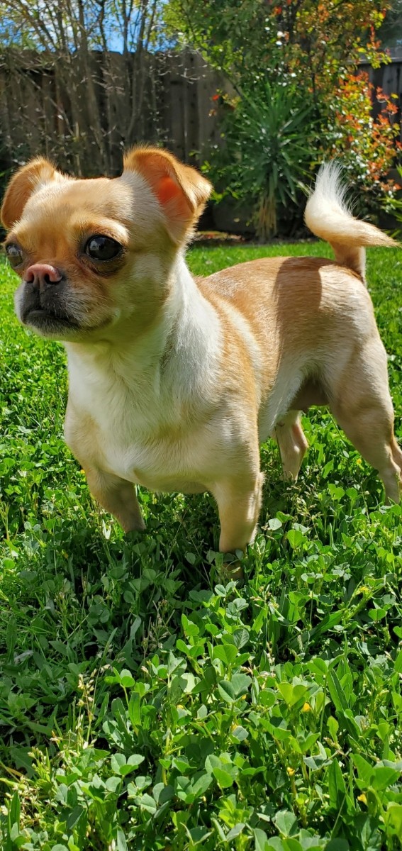 Bella