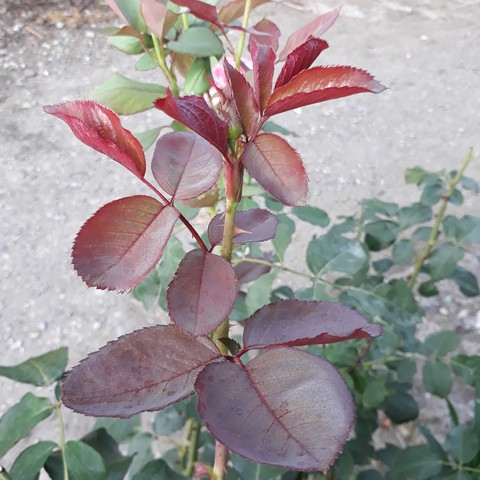 шпалери leaf, tree