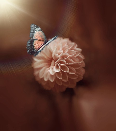 Dahlia & Butterfly