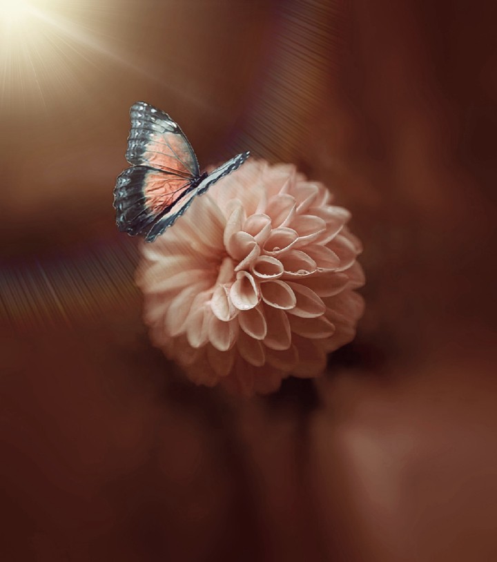 Dahlia & Butterfly