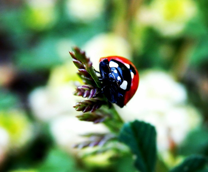 Coccinelle - France