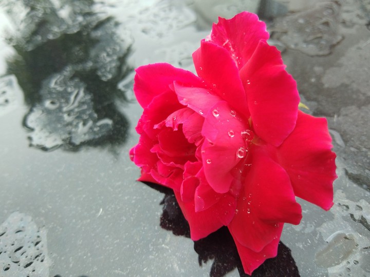 rose