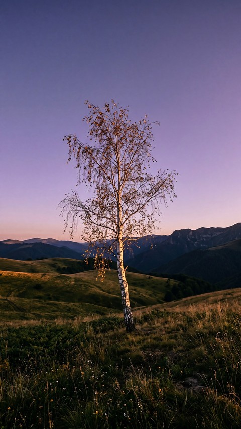 ταπετσαρίες hill, plain